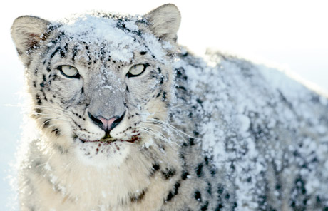 snow leopard wallpaper. OSX Snow Leopard desktop