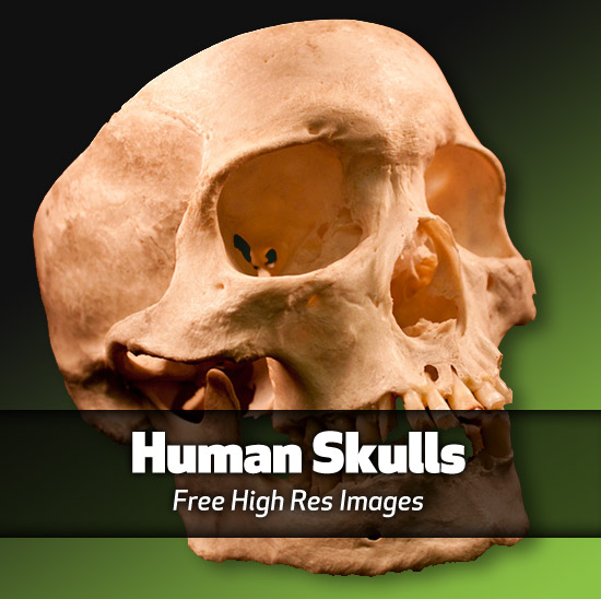 Human skulls